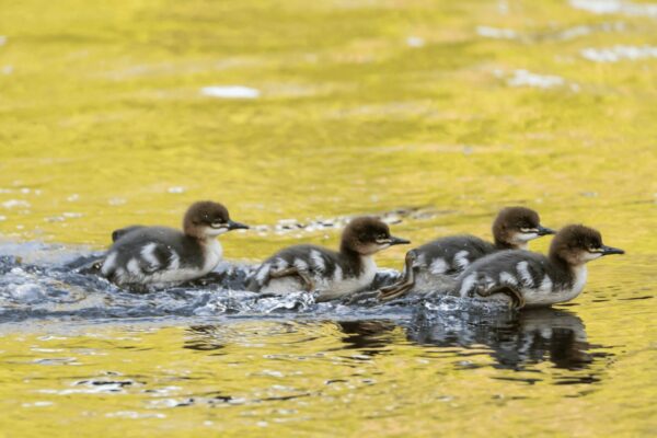 Duck puns are a strong way to boost positivity and light up your social interactions.