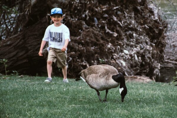 A good goose pun always gets a laugh, just like a goose on a comedy tour.