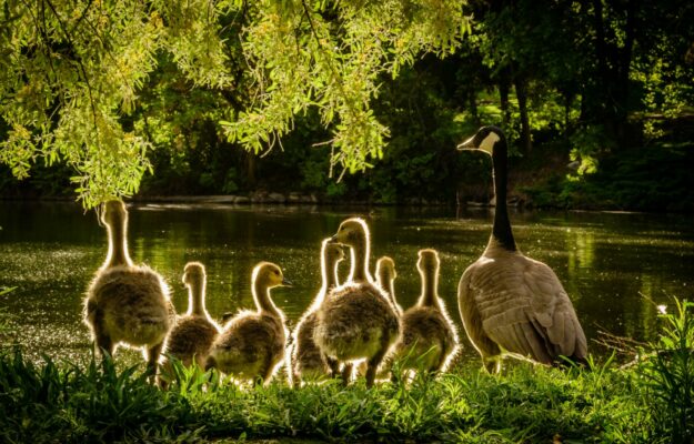 Goose puns are taking over the internet with their honk-tastic charm.